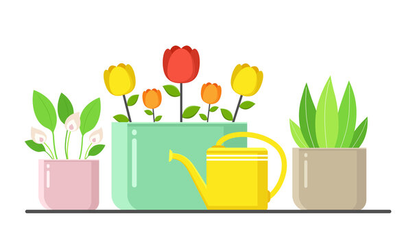 Plants in pots with watering can, urban home green decor with flowers and leaves. Indoor flowers on white background.
