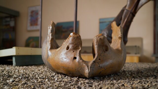 Part Ancient Old Mammoth Jaw. Archeology. The jaw of a mammoth in the museum.