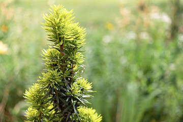 A branch of a young spruce on a blurred background. The growth of a coniferous tree. Nature.