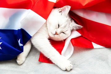 The silver British cat sleeps on the American flag. Patriotic cat.