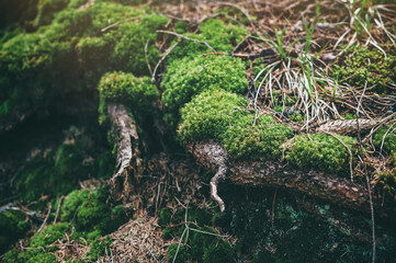 Beautiful moss on the floor, moss closeup, macro. Beautiful background of moss for wallpaper. Green moss grows on the root of a tree in the forest.