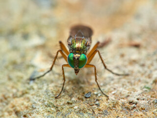  The long-legged flies, Dolichopodidae.