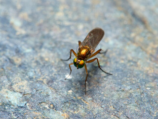  The long-legged flies, Dolichopodidae.