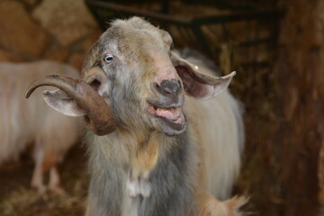 Funny brown Farm goat shows his tongue
