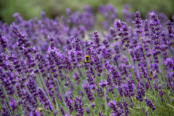 Bumblebee on a lavender flower