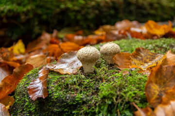 Young puffballs in autumn leaves in the forest