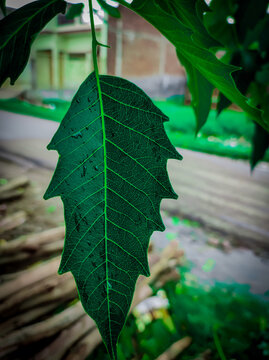 leaf of a tree