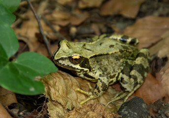 Green frog on a natural background