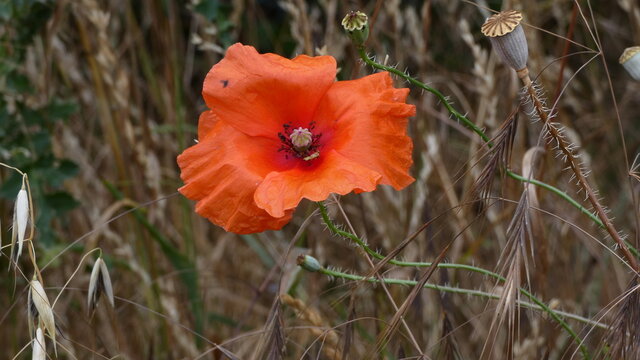 Wild poppies bloom in summer.