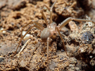 Mediterranean recluse spider. Loxosceles rufescens