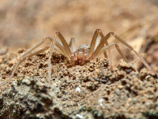 Mediterranean recluse spider. Loxosceles rufescens