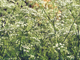 Small white flowers on a green background  close-up.