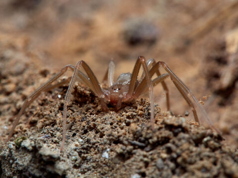 Mediterranean Recluse Spider. Loxosceles Rufescens