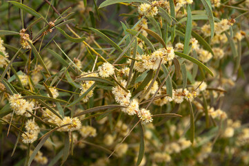 Cobar Australia, native acacia tree in flower