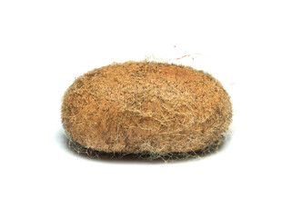 Grass Eggar, Lasiocampa trifolii