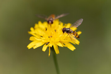 Syrphe ceinturé Episyrphus balteatus volant ou butinant sur une fleur
