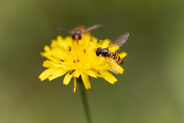 Syrphe ceinturé Episyrphus balteatus volant ou butinant sur une fleur