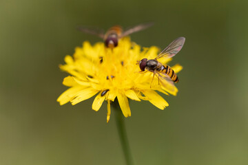 Syrphe ceinturé Episyrphus balteatus volant ou butinant sur une fleur