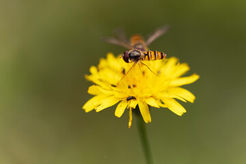 Syrphe ceinturé Episyrphus balteatus volant ou butinant sur une fleur