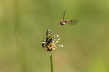 Syrphe ceinturé Episyrphus balteatus volant ou butinant sur une fleur