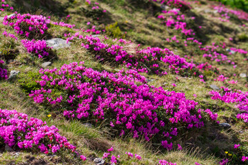 Landscape on the transalpina
