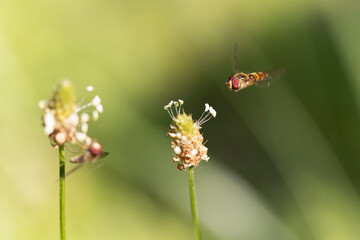 Syrphe ceinturé Episyrphus balteatus volant ou butinant sur une fleur