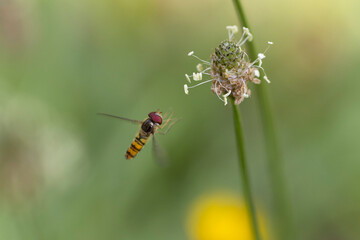 Syrphe ceinturé Episyrphus balteatus volant ou butinant sur une fleur