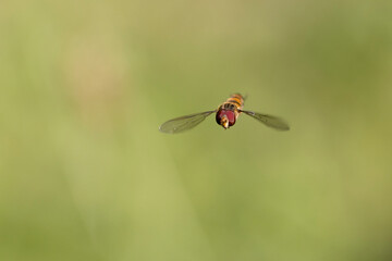 Syrphe ceinturé Episyrphus balteatus volant ou butinant sur une fleur