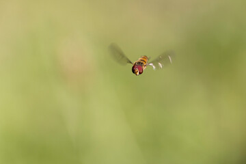 Syrphe ceinturé Episyrphus balteatus volant ou butinant sur une fleur
