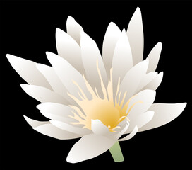 Vector illustration of white blooming water lily flower