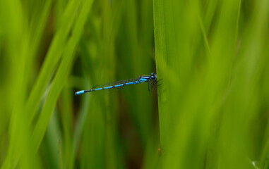 Neon Blue Dragonfly