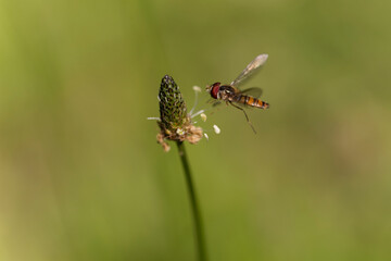 Fototapeta premium Syrphe ceinturé Episyrphus balteatus volant ou butinant sur une fleur