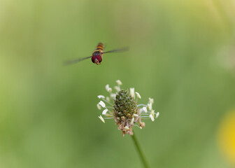Syrphe ceinturé Episyrphus balteatus volant ou butinant sur une fleur