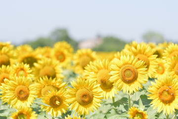 Obraz premium I primi girasoli