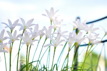 Fototapeta na wymiar closeup white zephyranthes flowers and green leaves on natural daylight blur background. Selective Focus