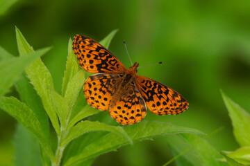 Orange on Deep Green