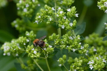 Insects pollinate the blooming oregano