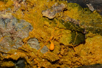 Mushroom on the tree 