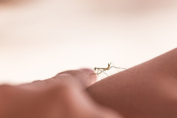 small baby mantis on a hand