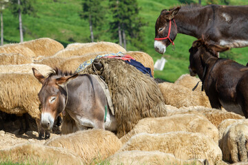 Sheep on the Transalpina, Romania
