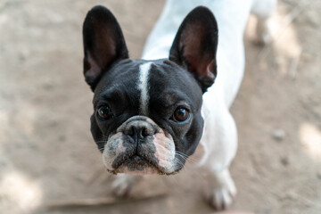 Fototapeta premium Close up little cute black and white french bulldog puppy