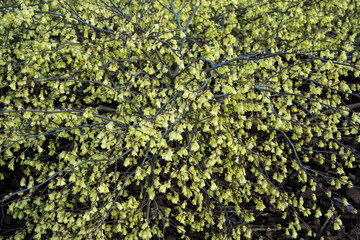 The ornamental shrub Corylopsis pauciflora in full flower