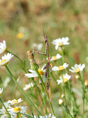 Empusa pennata, Conehead Mantis