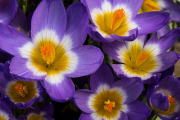 Close up of the bulbflowersCrocus sieberi sublimus 'Tricolor'