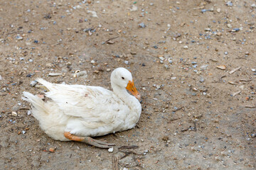 The white female goose is sit down and rest after walk in farm