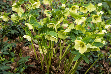 Helleborus orientalis in full flower
