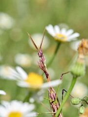 Empusa pennata, Conehead Mantis