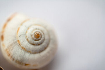selective focus of a grape snail shell close-up on a light background, in powdery tinting.Top view.