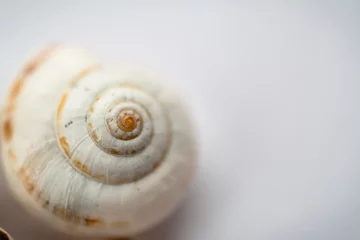Poster selective focus of a grape snail shell close-up on a light background, in powdery tinting.Top view. © Nataliya