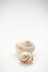 a group of grape snail shells in close-up on a light background, in powdery tinting.Top view. Background